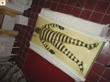 DSC00116.JPG